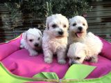 Birinci Sınıf Maltese Terrier Yavrularımız