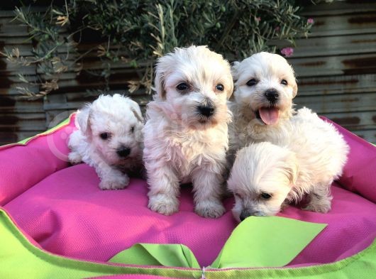 Birinci Sınıf Maltese Terrier Yavrularımız görsel