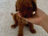 Ev Ortaminda 2 Aylik Di̇şi̇ Red Brown Toy Poodle