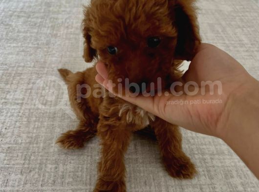 Ev Ortaminda 2 Aylik Di̇şi̇ Red Brown Toy Poodle görsel