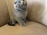 2 Aylık Dişi Topaç Kafa Orjinal Scottish Fold Kızımız