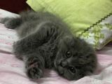 Scottish Fold Gri Yavru