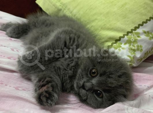 Scottish Fold Gri Yavru görsel