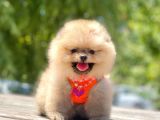 Teddy Face Pomeranian Boo Bebekler
