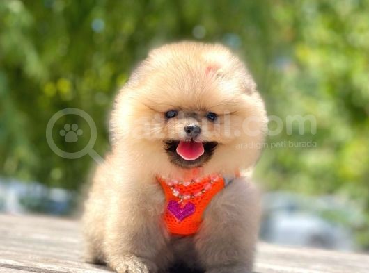 Teddy Face Pomeranian Boo Bebekler görsel