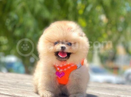 Teddy Face Pomeranian Boo Bebekler
