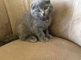 2 Aylık Dişi Topaç Kafa Orjinal Scottish Fold Kızımız