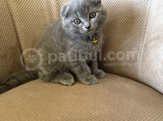 2 Aylık Dişi Topaç Kafa Orjinal Scottish Fold Kızımız görsel