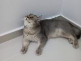 Uygun Safkan British Shorthair