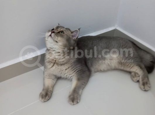 Uygun Safkan British Shorthair görsel