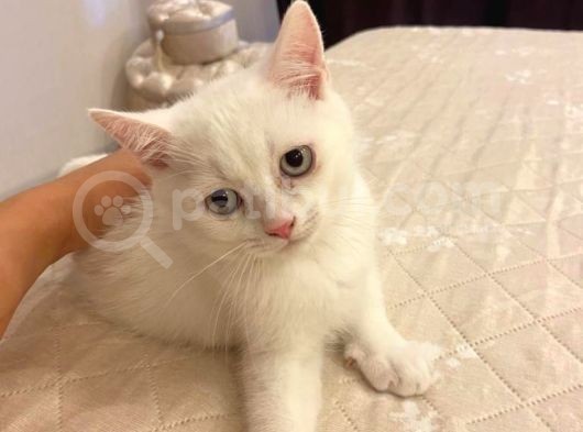 Kendi Kedimin Yavrusu 2,5 Aylık Beyaz Erkek görsel