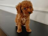 Ev Ortaminda 2 Aylik Di̇şi̇ Red Brown Toy Poodle