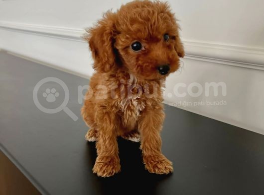 Ev Ortaminda 2 Aylik Di̇şi̇ Red Brown Toy Poodle