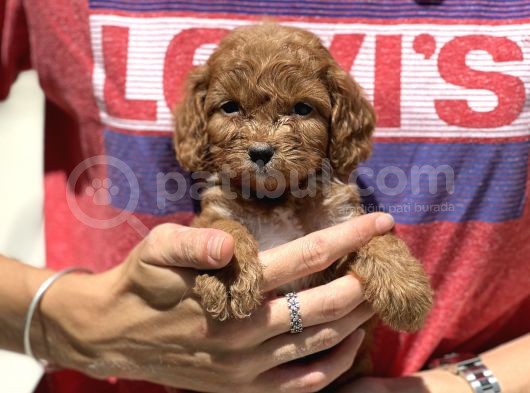 Show Kalite Maltipoo Bebekler görsel