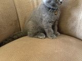 2 Aylık Dişi Topaç Kafa Orjinal Scottish Fold Kızımız