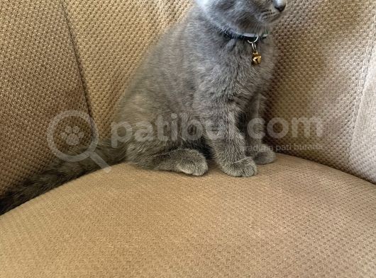 2 Aylık Dişi Topaç Kafa Orjinal Scottish Fold Kızımız görsel
