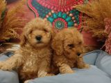 SAĞLIK VE IRK GARANTİLİ RED TOY POODLE