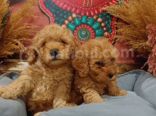 Sağlik Ve Irk Garanti̇li̇ Red Toy Poodle