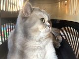 Uygun Safkan British Shorthair