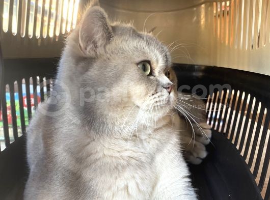 Uygun Safkan British Shorthair