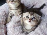 Fiyat Görüşülür Scottish Fold