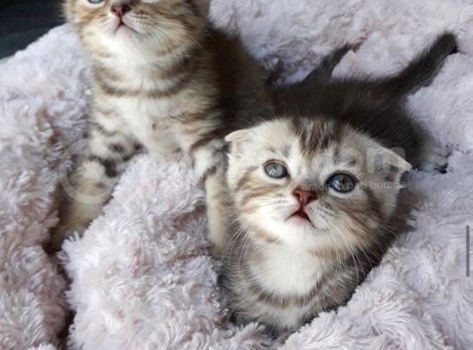 Fiyat Görüşülür Scottish Fold görsel