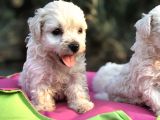 Birinci Sınıf Maltese Terrier Yavrularımız