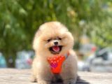 Teddy Face Pomeranian Boo Bebekler