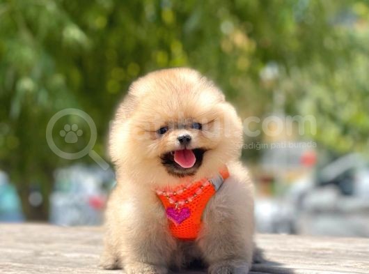 Teddy Face Pomeranian Boo Bebekler görsel
