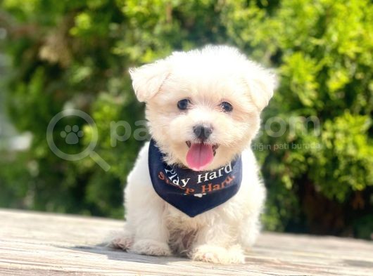 Maltese Mini Boy Sevimli Yavrular görsel