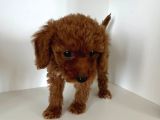 Ev Ortaminda 2 Aylik Di̇şi̇ Red Brown Toy Poodle