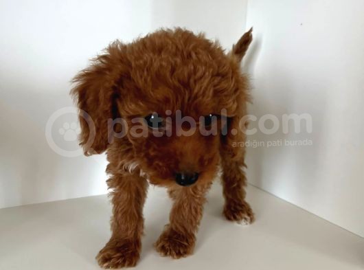 Ev Ortaminda 2 Aylik Di̇şi̇ Red Brown Toy Poodle görsel