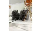 Bri̇ti̇şh Ve Bluo Poi̇nt 2 Aylık Kedilerimiz Dişi Ve Erkek