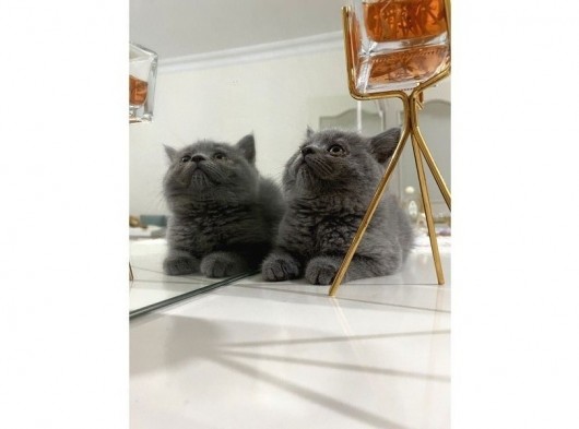 Bri̇ti̇şh Ve Bluo Poi̇nt 2 Aylık Kedilerimiz Dişi Ve Erkek