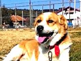 Uşak Zincirli Kayıp Köpek