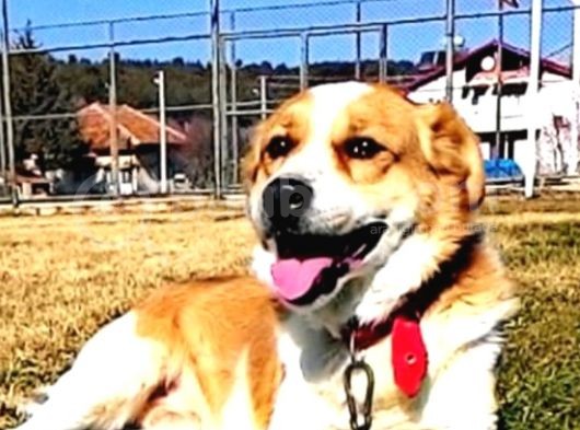 Uşak Zincirli Kayıp Köpek görsel