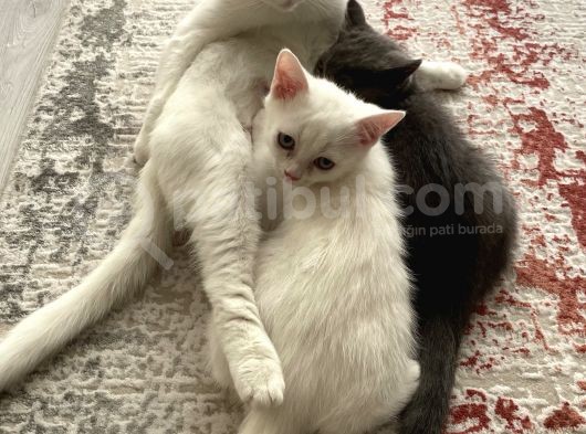 Kendi Kedimin Yavrusu 2,5 Aylık Beyaz Erkek
