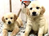 Vecihiden Golden Retriever Yavru Köpekler