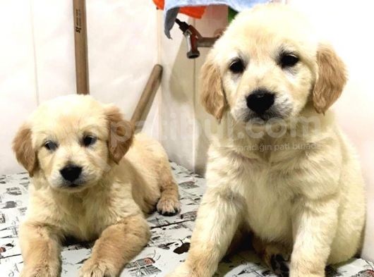 Vecihiden Golden Retriever Yavru Köpekler görsel