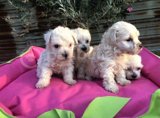 Birinci Sınıf Maltese Terrier Yavrularımız görsel