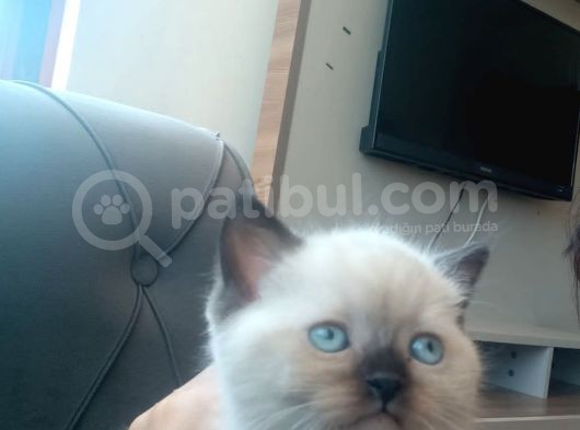 2 Aylık British Shortahir Ve Bluepoint Yavrular görsel