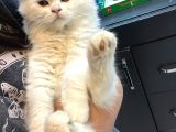 Kedi