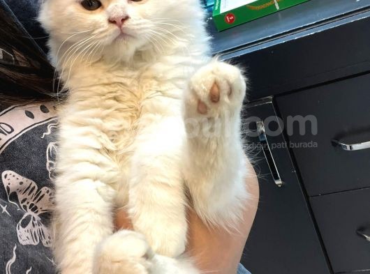Kedi görsel