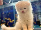 Kedi