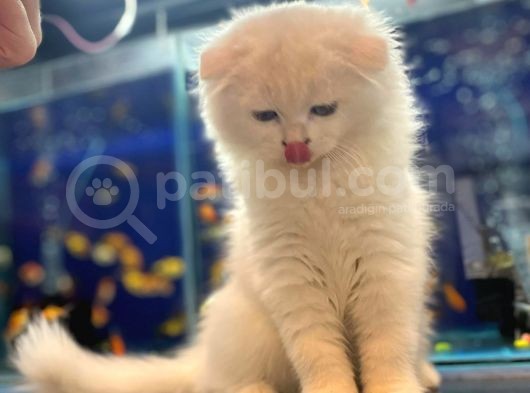 Kedi görsel