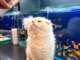 Kedi