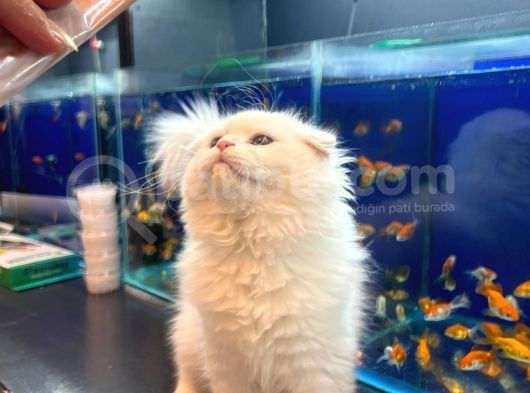 Kedi görsel