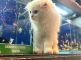 Kedi