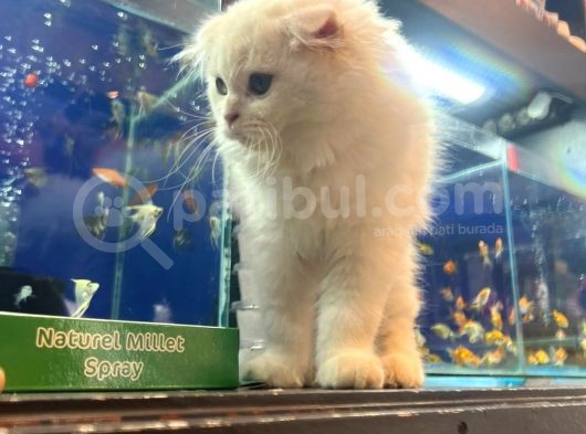 Kedi görsel