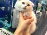 Kedi